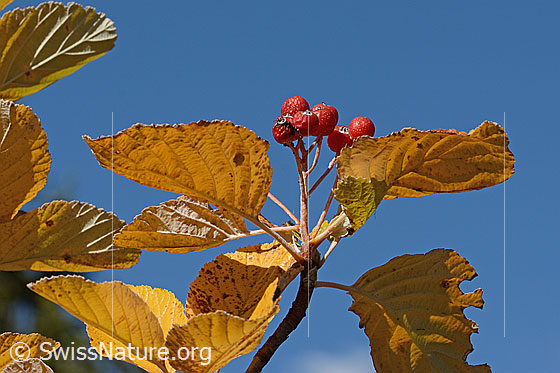 Photo: Sorbus aria. Berries and autumn-coloured leaves.