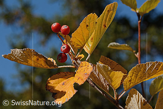 Photo: Sorbus aria. Berries and autumn-coloured leaves.