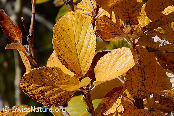 Photo: Sorbus aria. Autumn-coloured leaf. Leaf top.