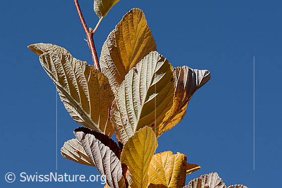 Photo: Sorbus aria. Autumn-coloured leaf. Leaf underside.