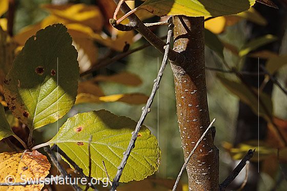 Photo: Sorbus aria. Stems.