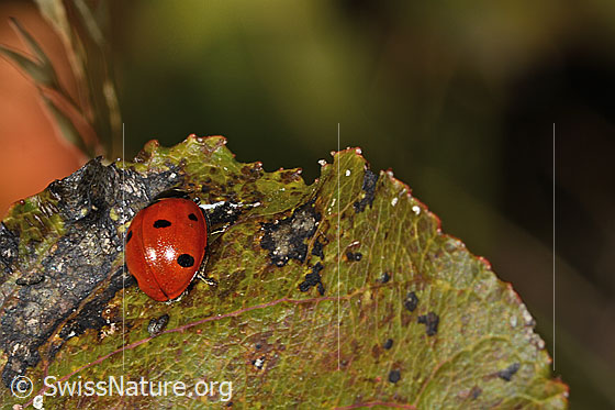Photo: Coccinella septempunctata. View from side back.