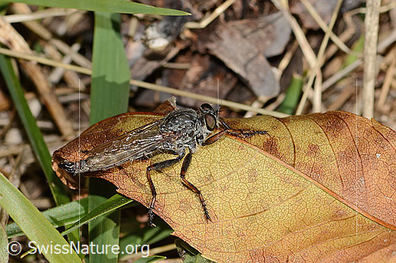 Foto: Wahrscheinlich Kleine Raubfliege (Tolmerus pyragra). Länge 14mm. Männchen. Ansicht von schräg oben.