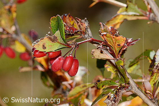 Foto: Gewöhnliche Berberitze (Berberis vulgaris). Früchte (Beeren).