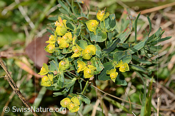 Photo: Euphorbia cyparissias. Blossoms.