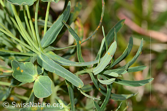 Photo: Euphorbia cyparissias. Leaves.