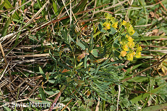 Photo: Euphorbia cyparissias. Whole plant (habit). Height = 12cm.
