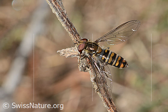 Foto: Hainschwebfliege (Episyrphus balteatus). Länge 7 - 12mm. Weibchen. Ansicht von oben.