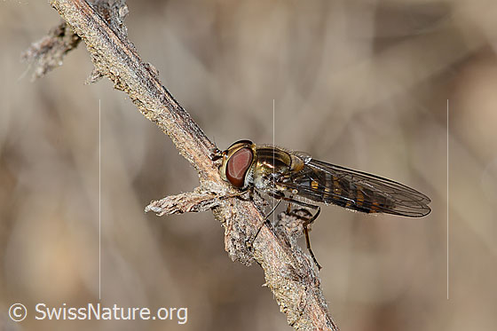 Foto: Hainschwebfliege (Episyrphus balteatus). Länge 7 - 12mm. Weibchen. Ansicht von der Seite.