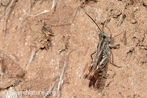 Photo: Chorthippus mollis. Length 16mm. Male. View from diagonally above.