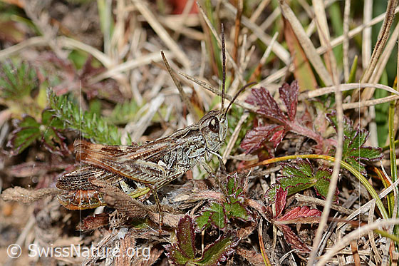 Photo: Chorthippus mollis. Length 16mm. Male. View from the side.