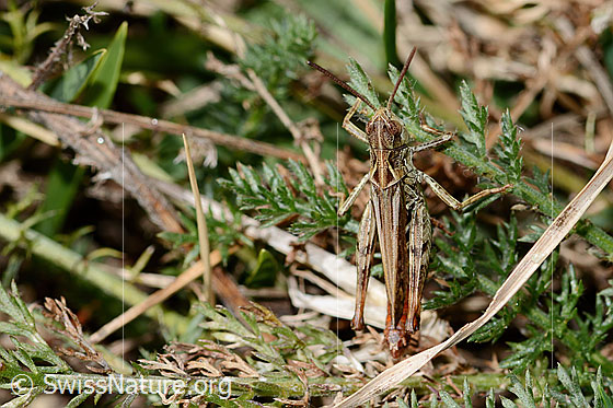 Photo: Chorthippus mollis. Length 13 - 17mm. Male. View from above.