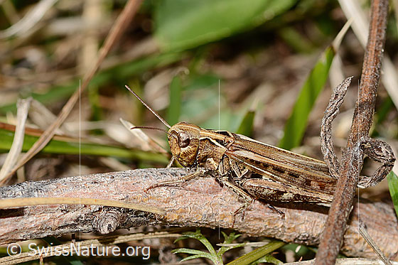 Photo: Chorthippus mollis. Length 17 - 22mm. Female. View from the side.
