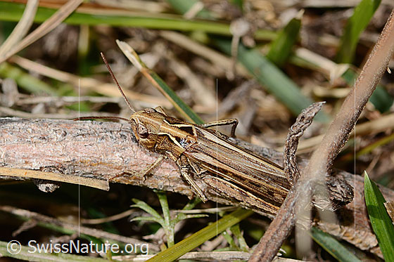 Photo: Chorthippus mollis. Length 17 - 22mm. Female. View from diagonally above.