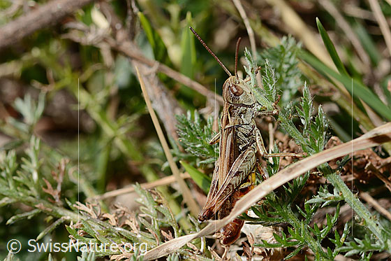 Photo: Chorthippus mollis. Length 13 - 17mm. Male. View from the side.