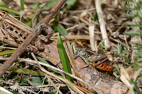 Photo: Chorthippus mollis. Length 13 - 17mm. Male. View from the side.
