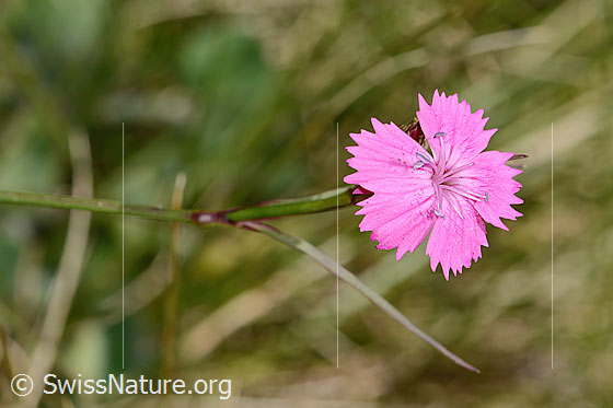 Foto: Gewöhnliche Kartäuser-Nelke (Dianthus carthusianorum). Blüte. Ansicht von oben.