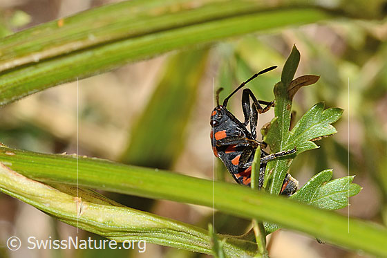Photo: Spilostethus saxatilis. View from the lower front-left.