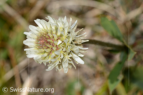 Foto: Berg-Klee (Trifolium montanum). Blüte. Ansicht von schräg oben.