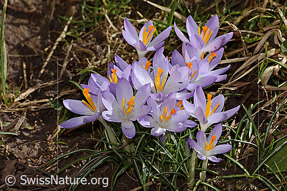 Photo: Crocus albiflorus. Several widely open flowers.