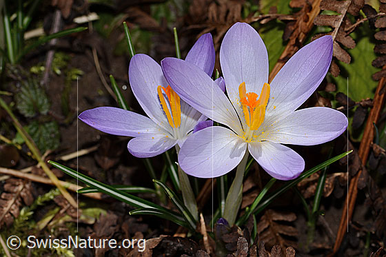 Photo: Crocus albiflorus. Whole plant (habit). Height = 9cm. Diameter of the flower approx. 4.5 cm.