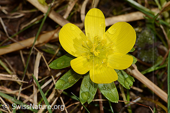 Photo: Eranthis hyemalis. Blossom. Diameter approx. 2.7 cm. View from above.