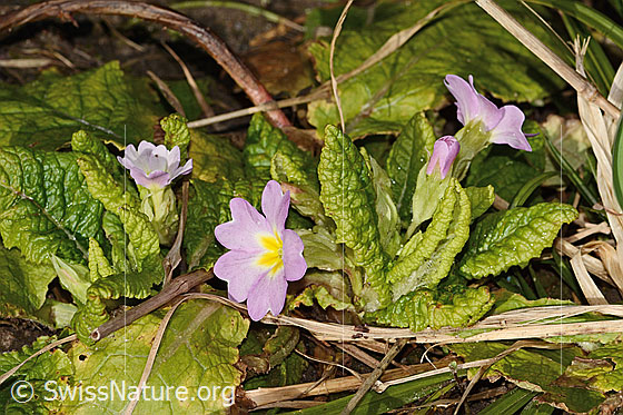 Photo: Primula acaulis. Whole plant (habit).