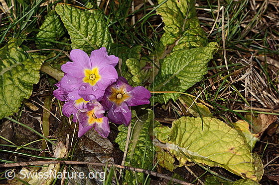 Photo: Primula acaulis. Whole plant (habit).