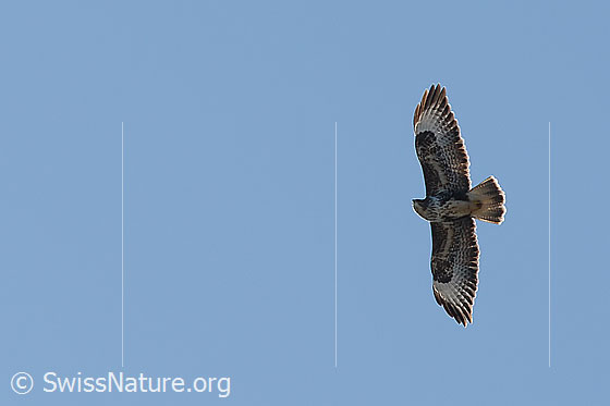 Foto: Mäusebussard (Buteo buteo). Im Flug. Ansicht von oben.