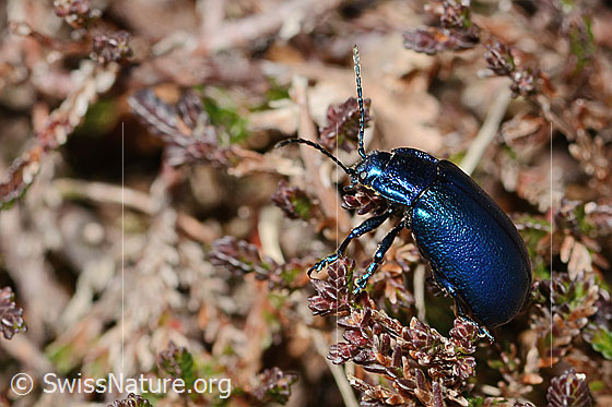 Photo: Probably Oreina cacaliae. Length 10mm. View from the side.