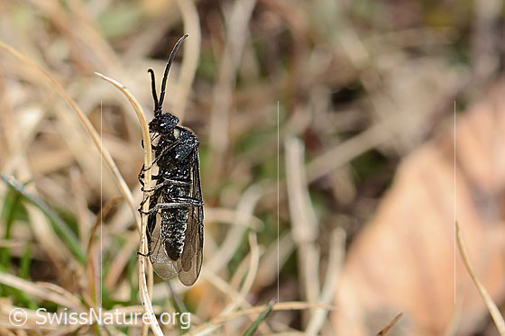 Photo: Dolerus nitens. Length 9 - 11mm. View from the side.