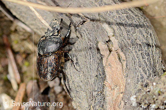 Photo: Onthophagus coenobita. Length 6 - 10mm. Male. View from the side above.
