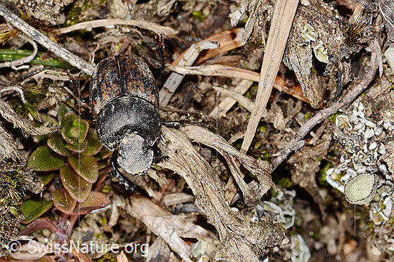 Photo: Onthophagus coenobita. Length 6 - 10mm. Male. View from top front.
