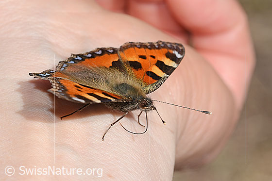 Photo: Aglais urticae. Wings open. View from side front.