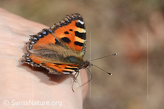 Photo: Aglais urticae. Wings open. Side view.