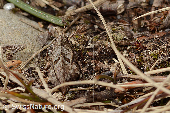 Photo: Tetrix bipunctata. Length 8.5 - 14.5mm. View from above.