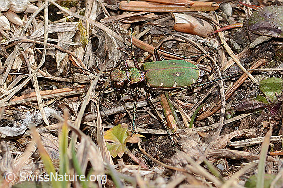Photo: Cicindela campestris. View from the side above.
