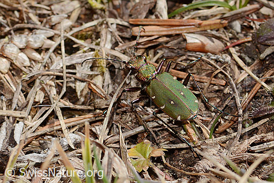 Photo: Cicindela campestris. View from above.