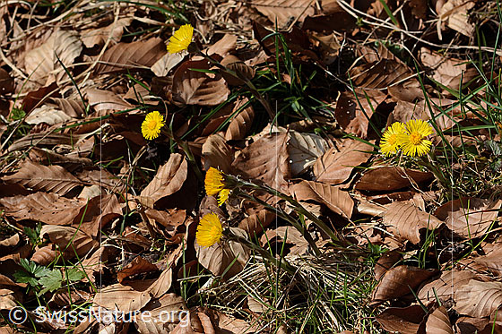 Foto: Huflattich (Tussilago farfara). Mehrere Exemplare.