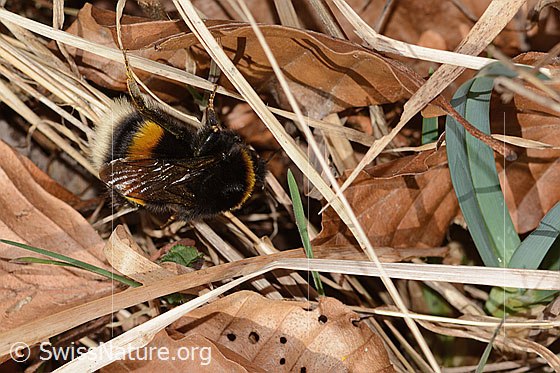 Foto: Wahrscheinlich Dunkle Erdhummel (Bombus terrestris). Länge 11 - 23mm. Ansicht von oben.