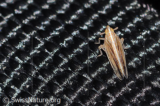 Gestreifte Spornzikade (Stenocranus minutus)