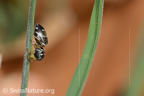 Photo: Probably Heliophanus cupreus. Female. Body length: 5mm. View from the side.