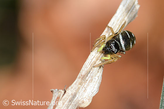 Photo: Probably Heliophanus cupreus. Female. Body length: 5mm. View from top front.