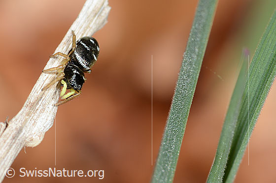 Photo: Probably Heliophanus cupreus. Female. Body length: 5mm. View from the front top side..