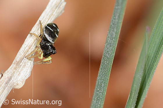 Photo: Probably Heliophanus cupreus. Female. Body length: 5mm. View from the side above.