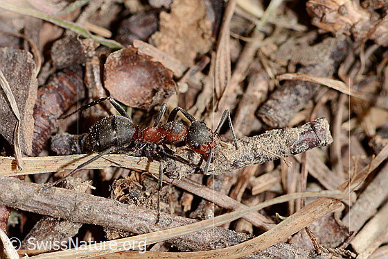Photo: Formica rufa. Length 4 - 9mm. View from the side above. The ant is carrying building materials to repair the nest.