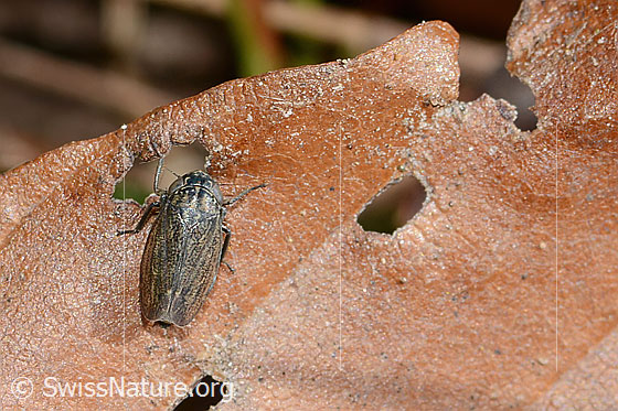 Wiesenkleezirpe (Euscelis incisus) Wiesenkleezirpe (Euscelis incisus)
