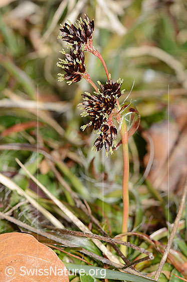 Foto: Feld-Hainsimse (Luzula campestris). Ganze Pflanze (habitus). Höhe = 5cm.