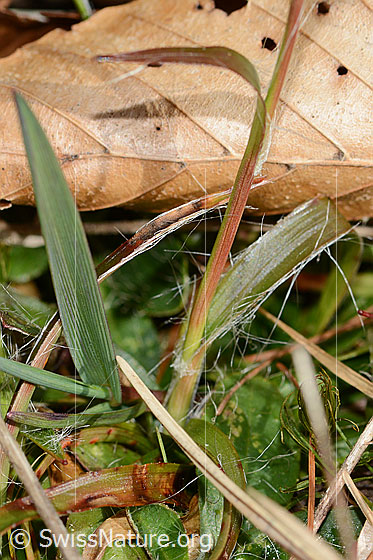 Foto: Feld-Hainsimse (Luzula campestris). Stängel und Blätter.