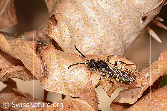 Photo: Probably Nomada panzeri. Length 8mm. Male. View from above.